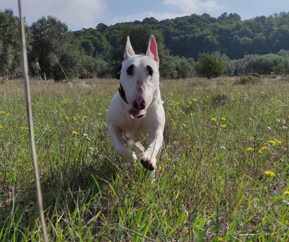 Bull Terrier exercise and mental stimulation feature section by Working Bull Terriers Kennel
