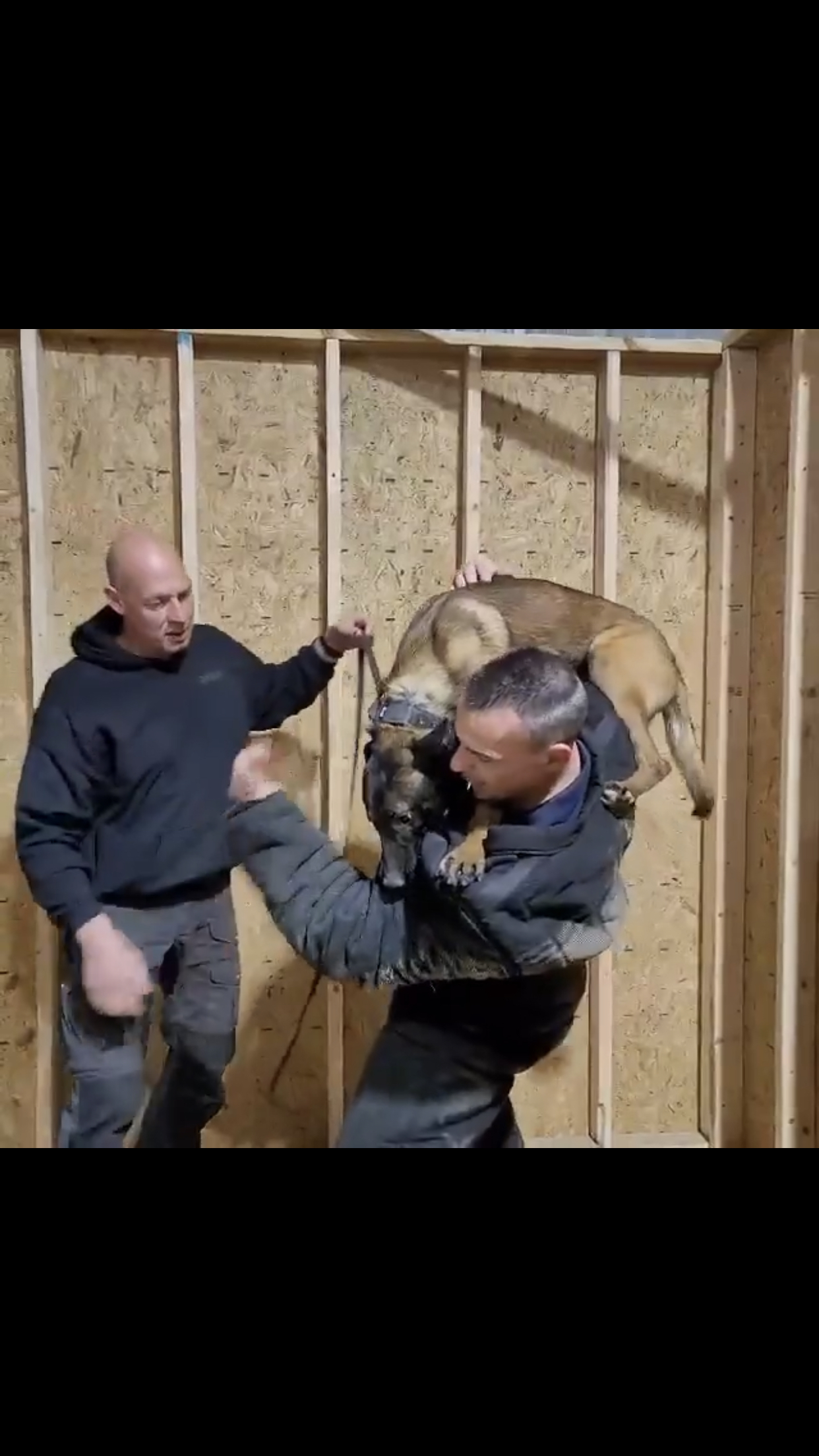 k9 training police swat working dog consultancy