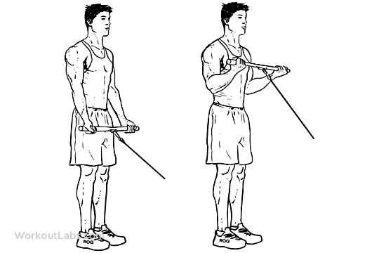 Other easier exercises that work the same muscle areas include the overhead cable curl, the single arm french press and dumbbell or barbell shrugs. Standing Bicep Cable Curls | WorkoutLabs