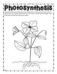 parts of a plant worksheets