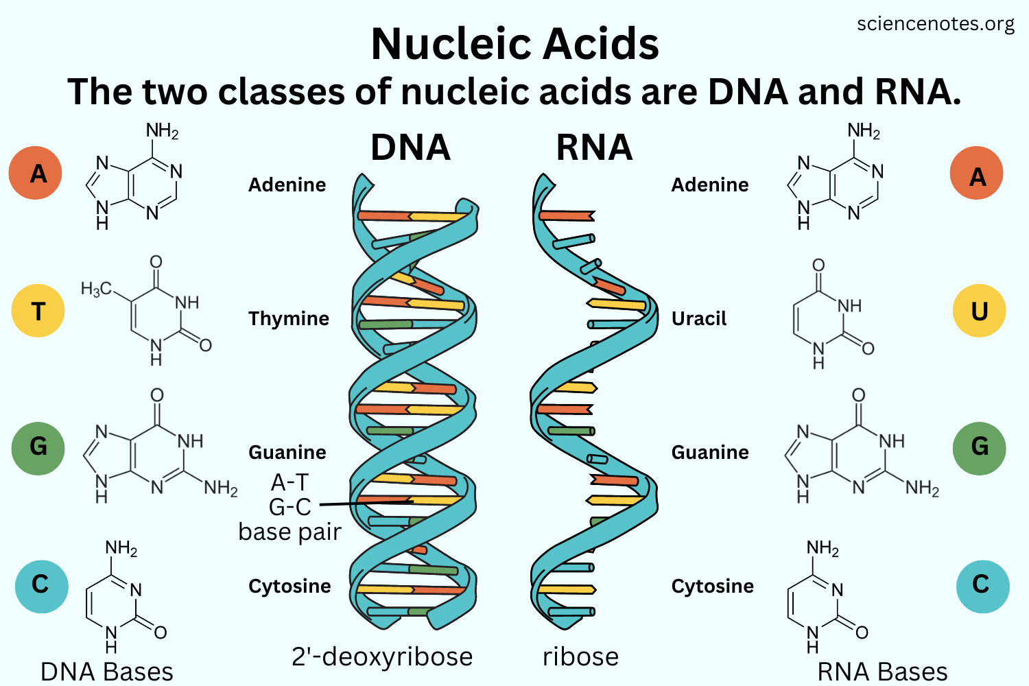 Nucleic acids worksheets: engaging exercises for dna and rna learning