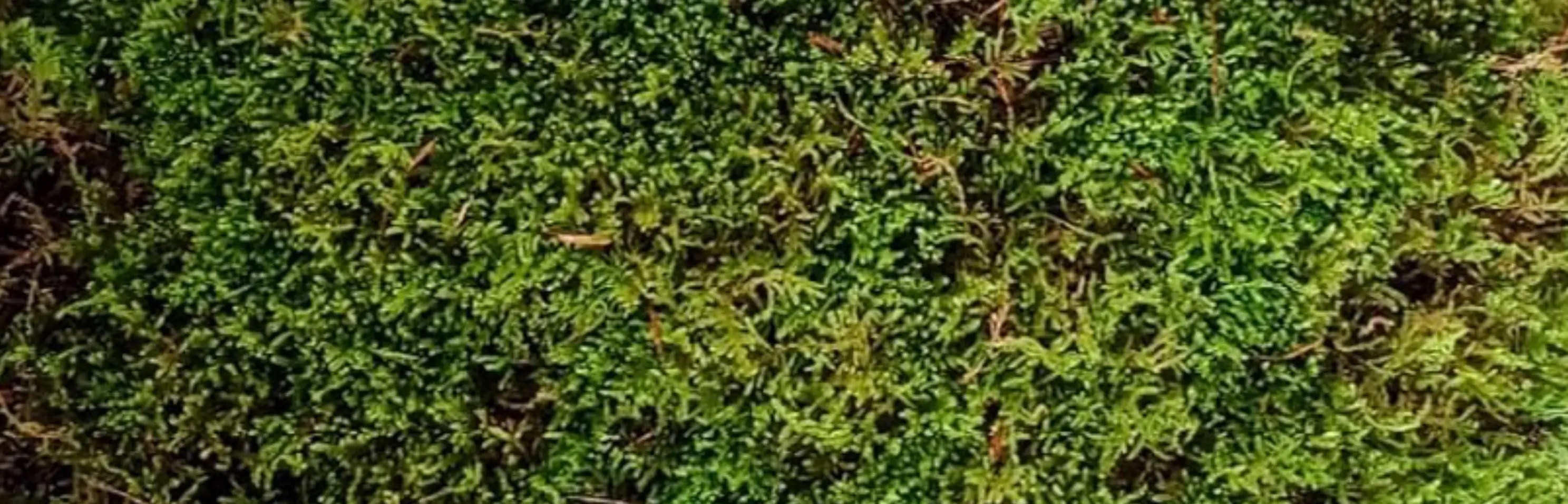 Ecosystem Collective - Retina Vintage Arts for Desktop