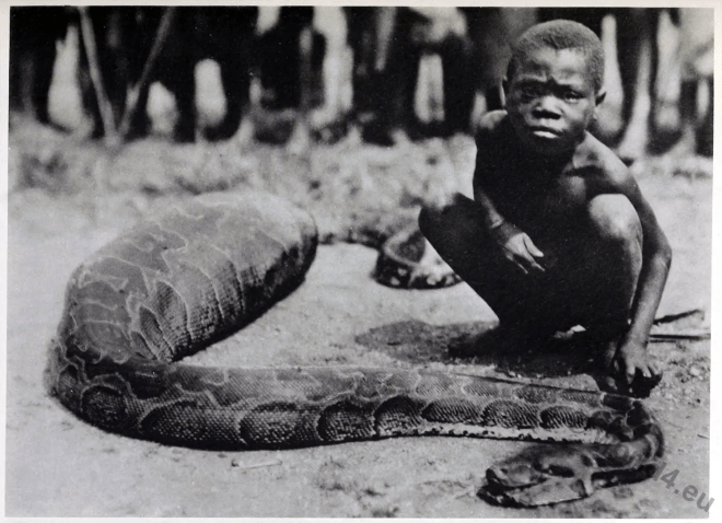 Congo, python, swallowed, goat, serpent, worship,
