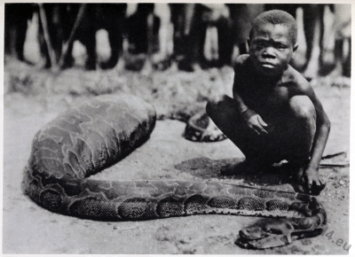 Congo, python, swallowed, goat, serpent, worship,