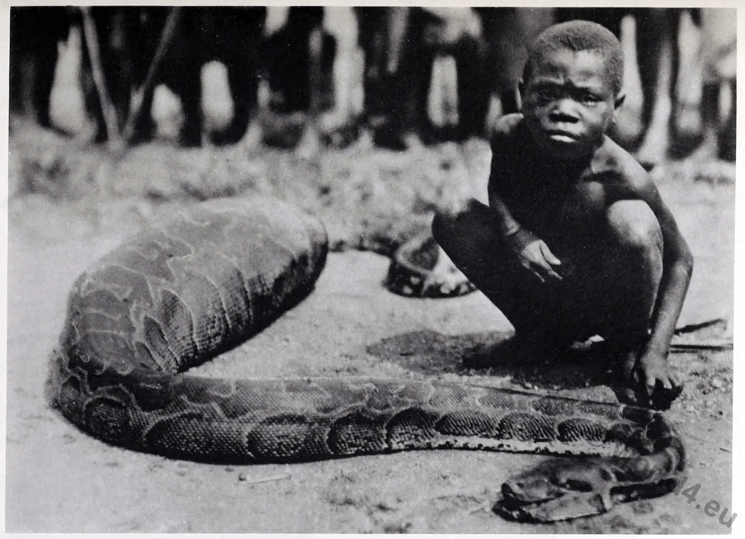 Congo, python, swallowed, goat, serpent, worship,