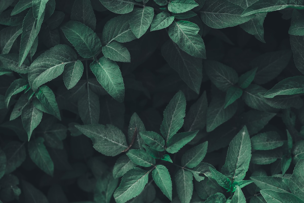 rhodiola supplement