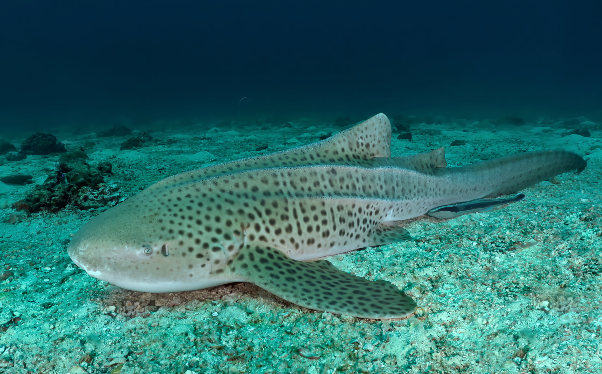 Shark Diver Scuba Car Pendant Rearview Mirror Lucky Charm Hanging Ornament Dangle Decor For Women Men Gift Ellipse　並行輸入品