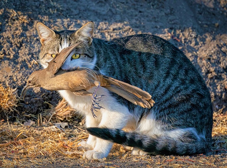 How many birds do cats kill? how to save birds from them?