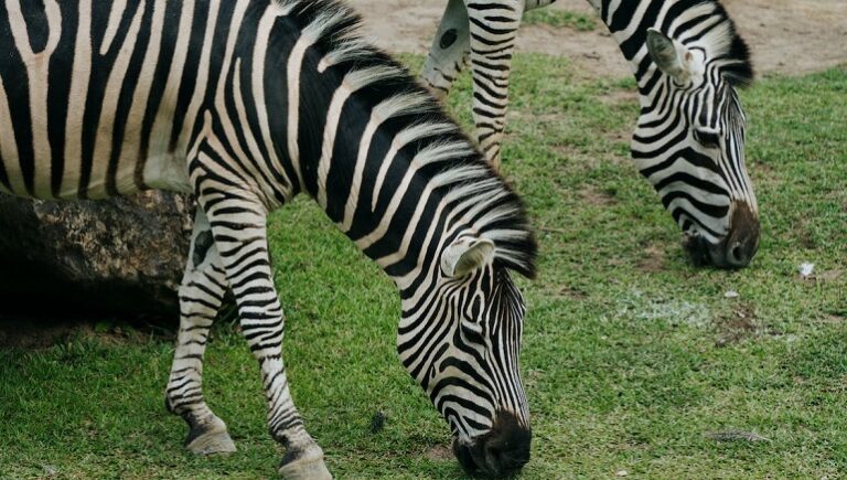 Exotic pets legal in california