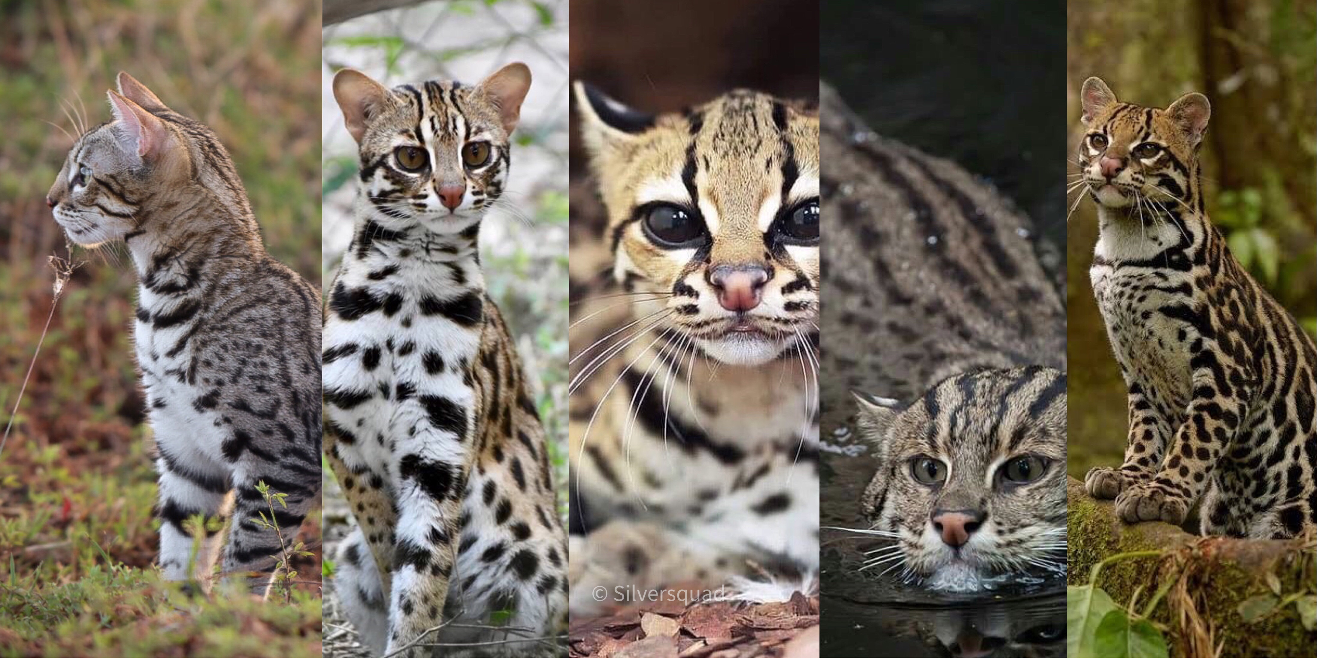 ประวัติแมวเบงกอล