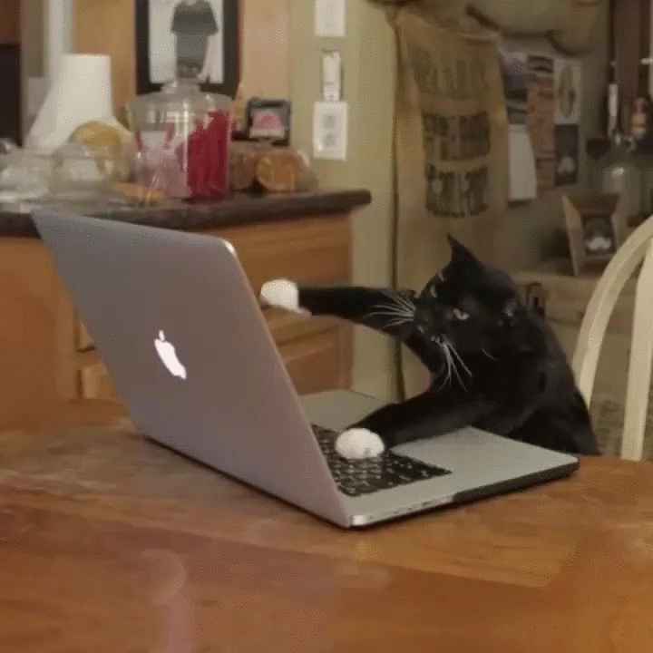 funny cat gif