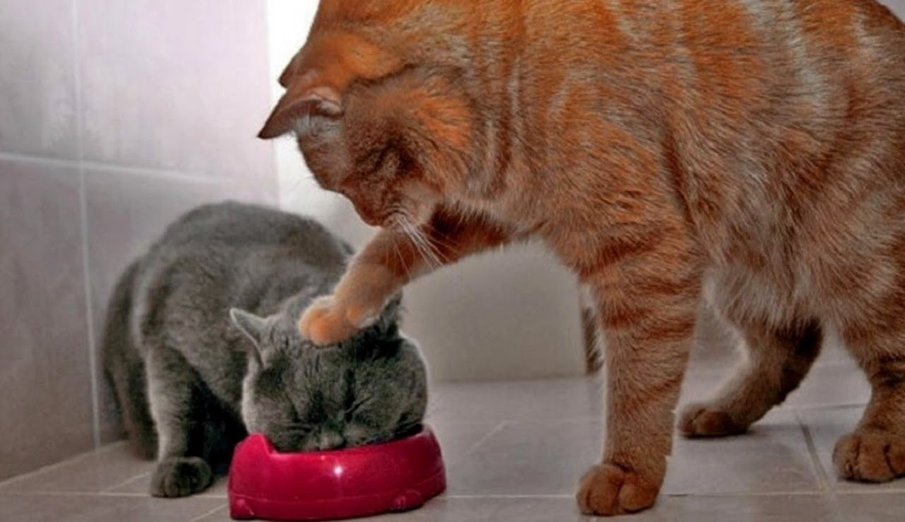 funny cats