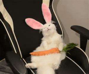 funny cat pictures, cat pictures, cute cat pictures, cat photo, funny cats