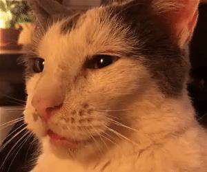 funny cat pictures, funny cat, funny cats, funny cat photo