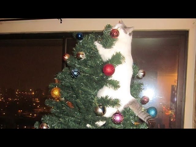 Cat and christmas tree ? not a good idea