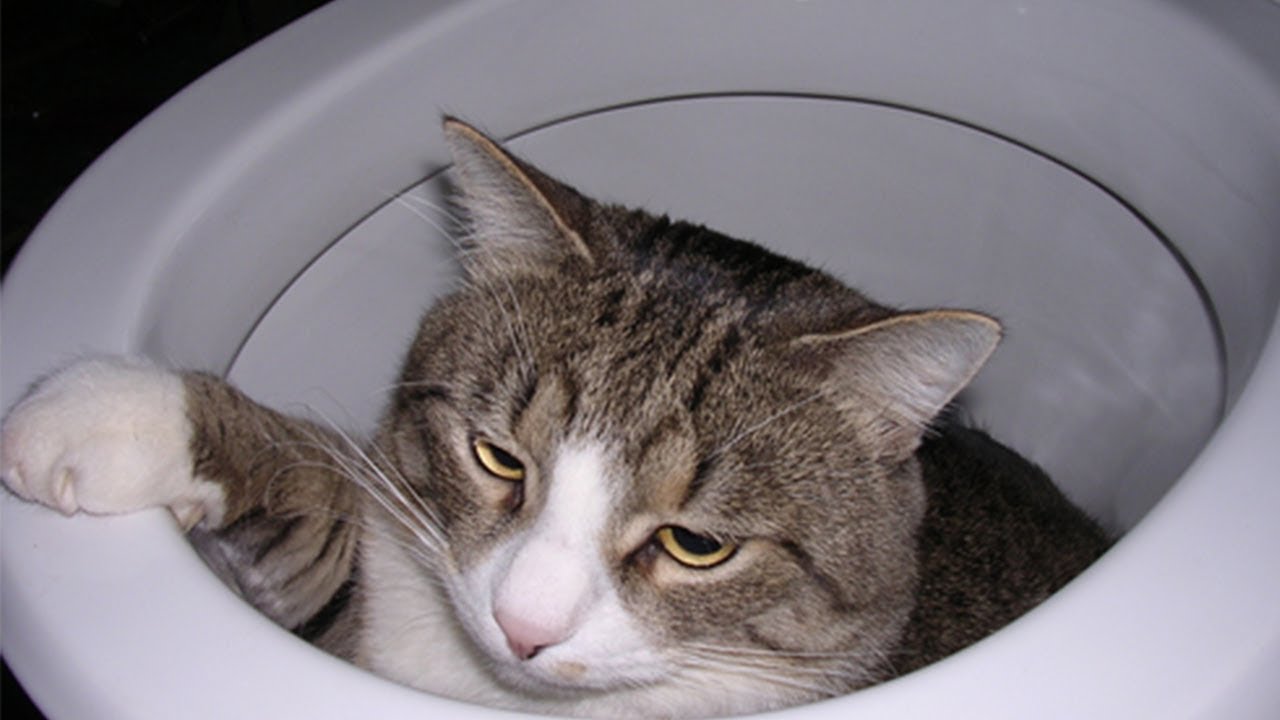Try To Not Laugh Moment Cats Fail in Toilet Top FunnyCat