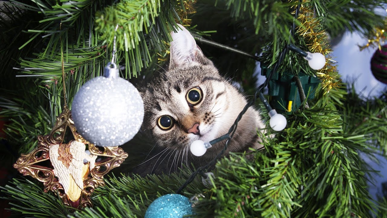 Funny cats in christmas trees funniest cat videos compilation