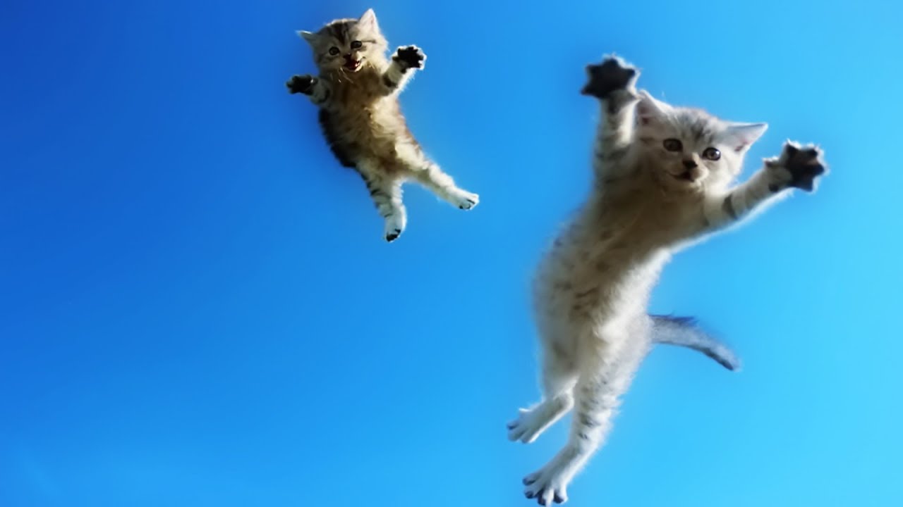 Funny Cats Jump Fail Part 3 World Cat Comedy