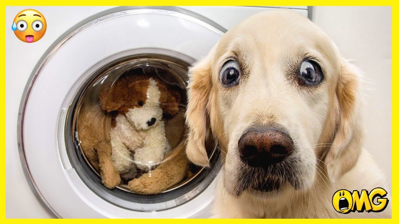 funny cat and dog vines