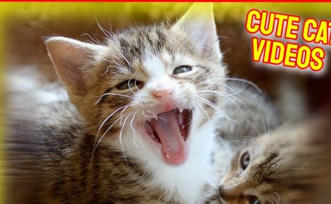 Cat Noodle And Bun Cute And Funny Tiktok Animation 😂