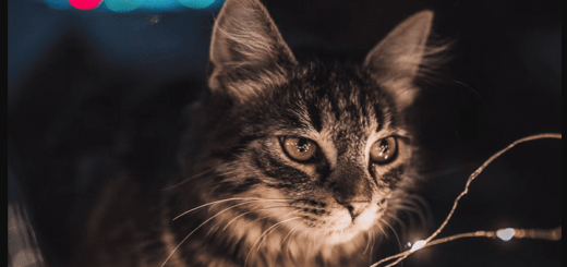 NestJS Architecture & Advanced Patterns