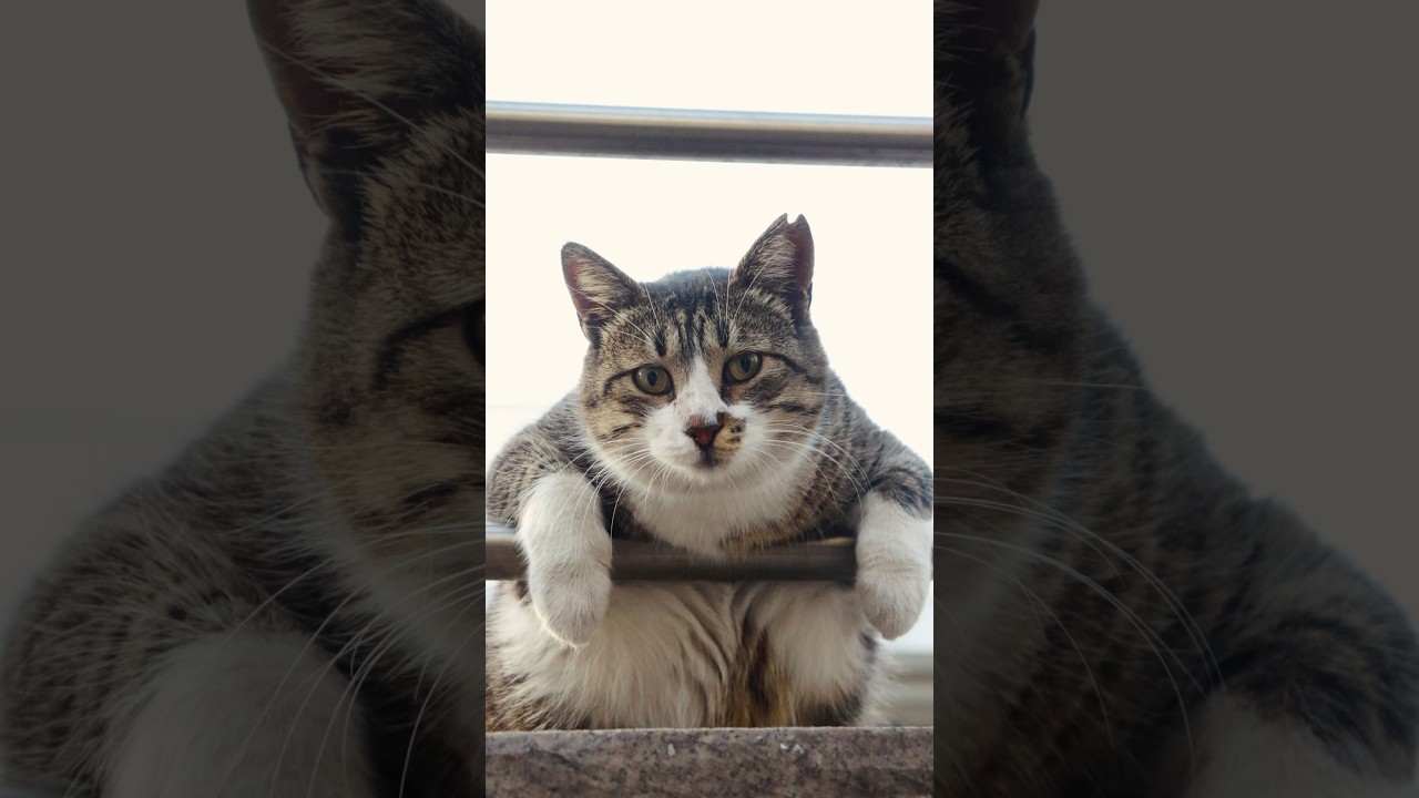 【面白】イスタンブールの路地猫、座り方が休憩中のおっさんすぎる件ｗ