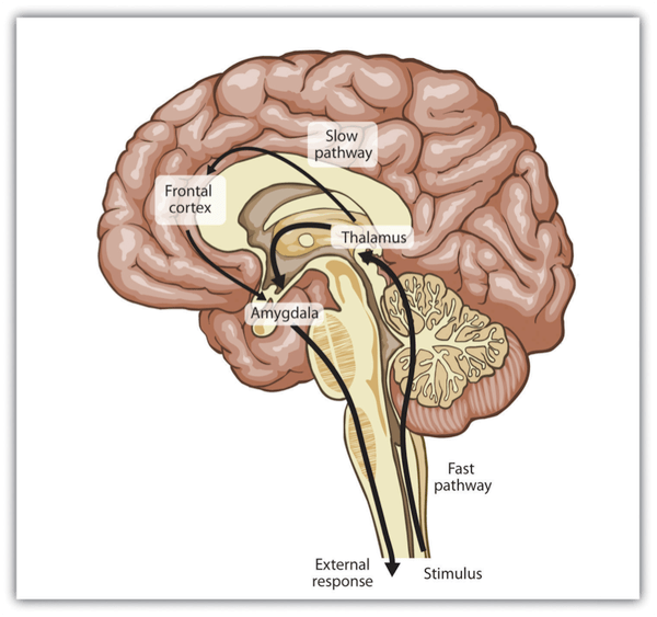 Amygdala hijacks and triggers