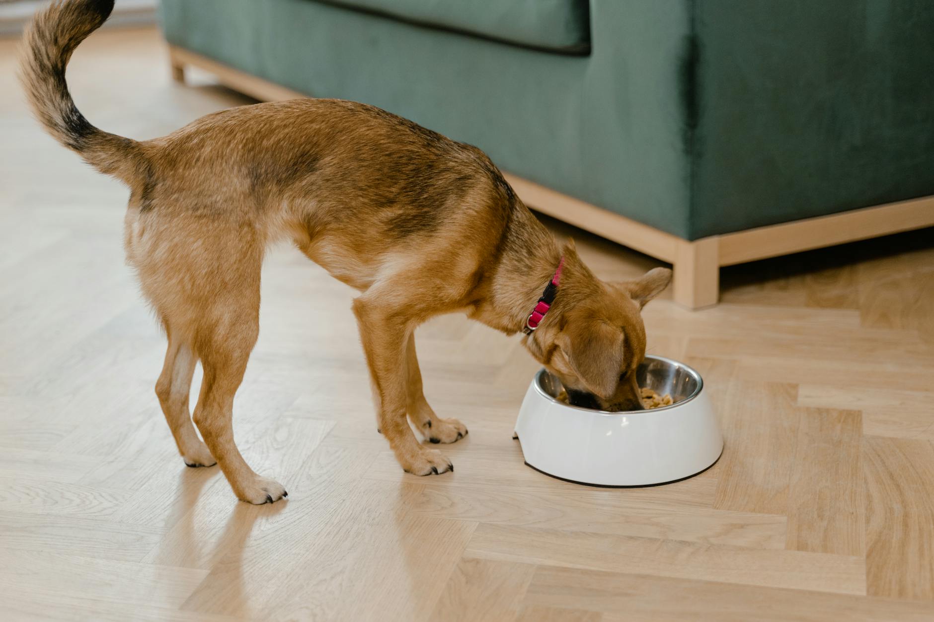 Canine Cuisine Creations: Homemade Dog Food Delights