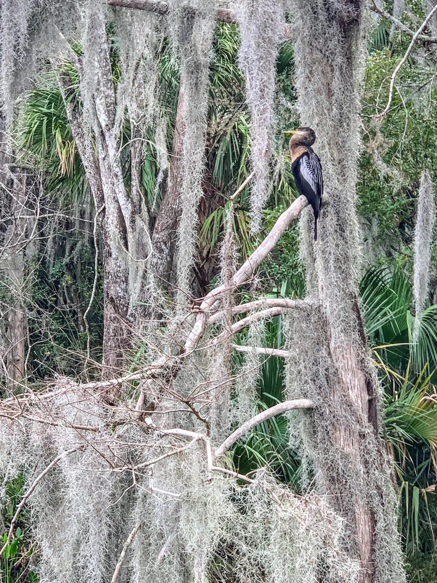Palm Island Park Mount Dora Florida
