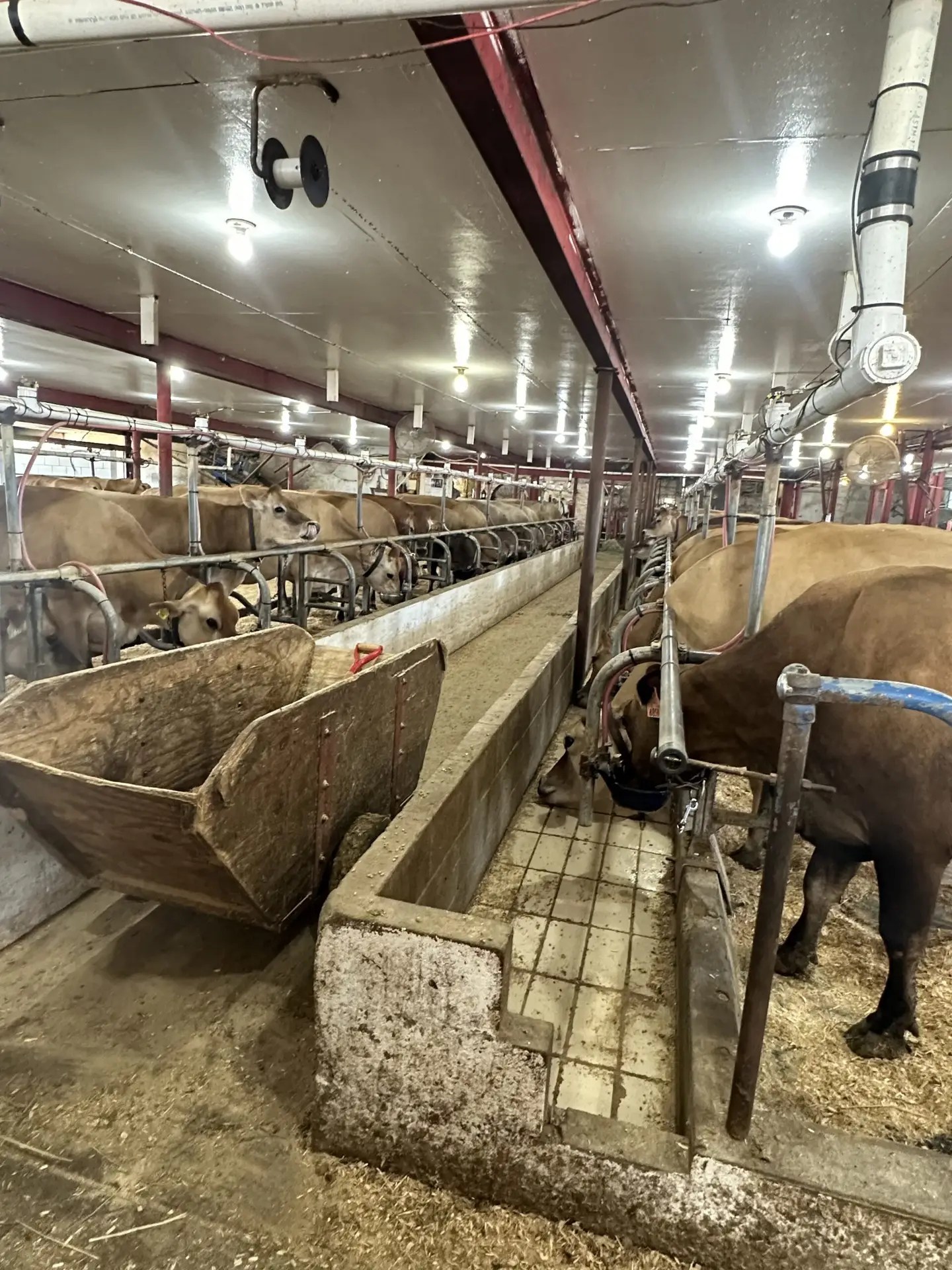 Young's Jersey Dairy Yellow Springs Ohio