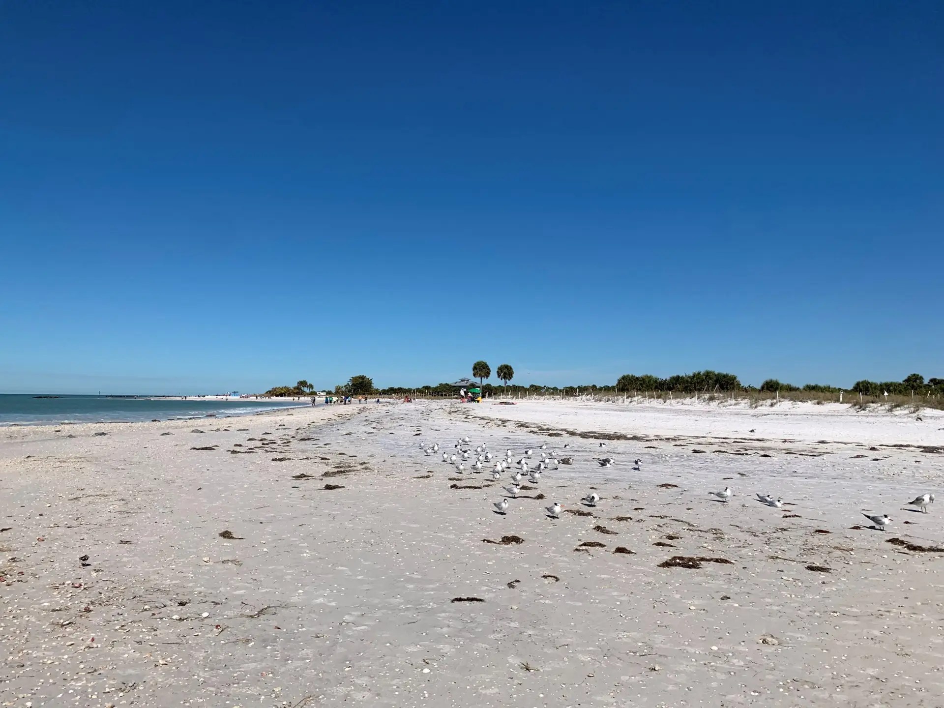 The beach at Honeymoon Island