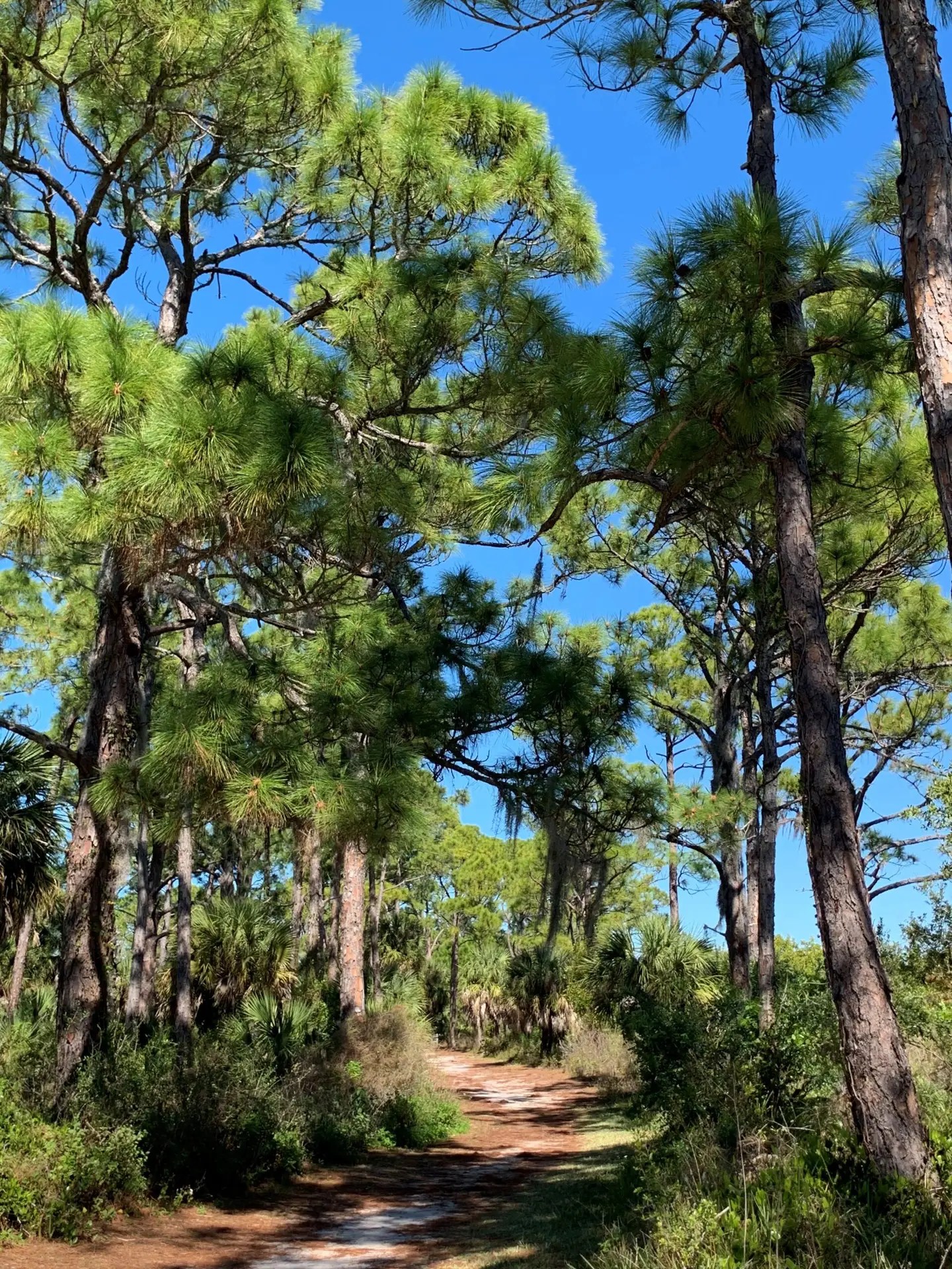 Honeymoon Island walking trail