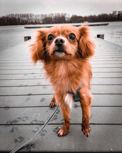 117 Super Spaniel Dog Mixes - The Perfect List Of Spaniel Dog Breeds 117 Super Spaniel Dog Mixes - The Perfect List Of Spaniel Dog Breeds