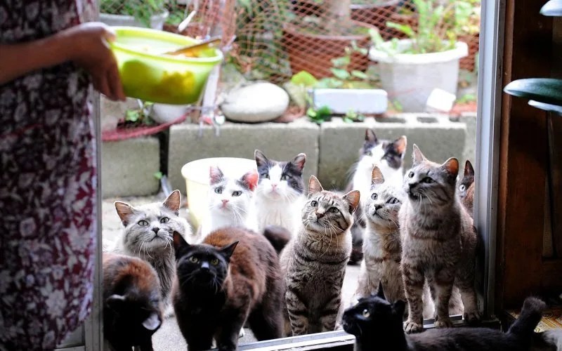 Nomes Japoneses para Gatos e pets Nomes Japoneses para Gatos