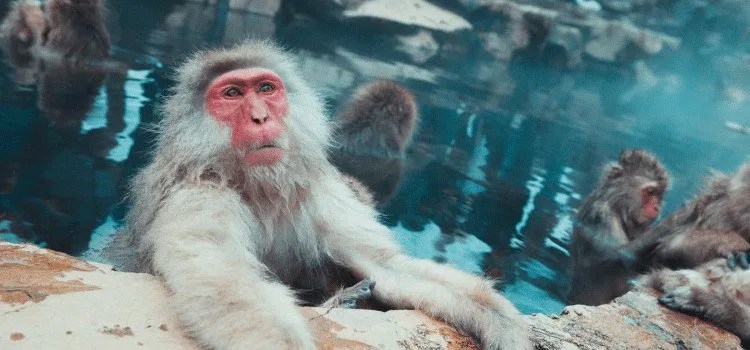 Onsen - Fontes Termais Naturais do Japão