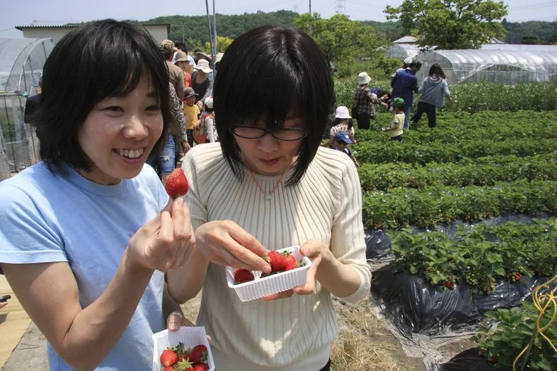 11 Épocas e Temporadas que acontecem no Japão 5 estações japonesas