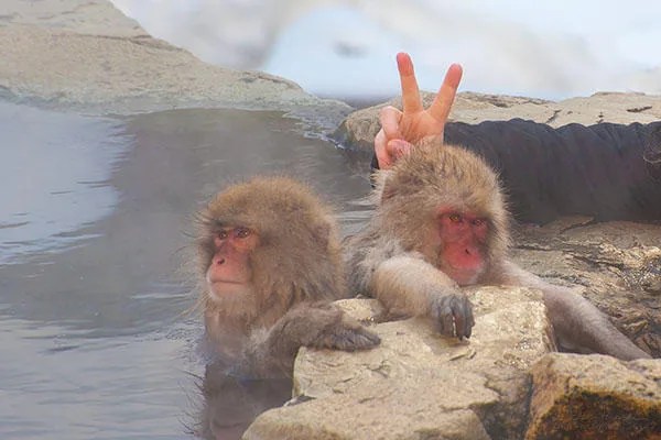Qual a melhor época para visitar o Japão?