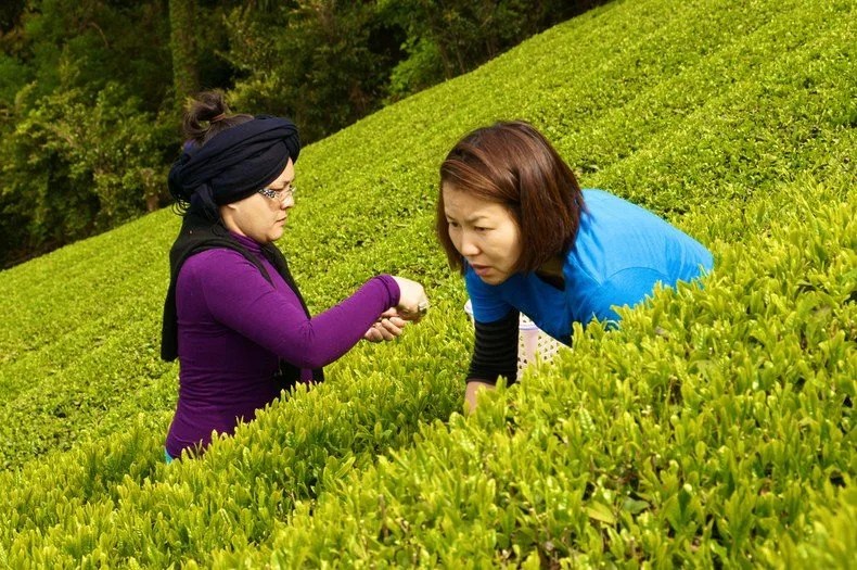 50가지 일본 차 종류 알아보기