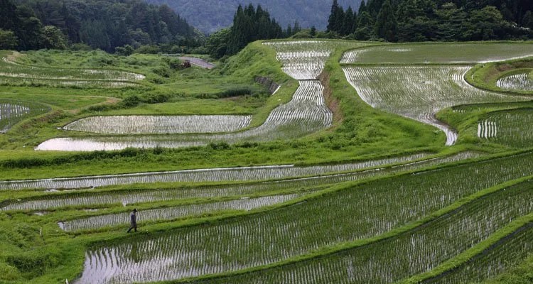 Como são as Plantação de Arroz no Japão