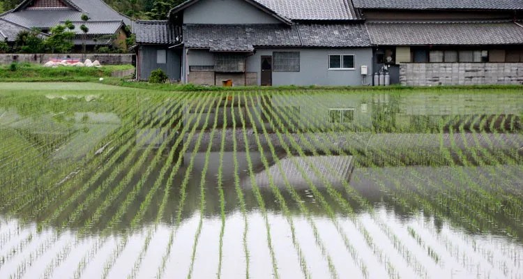 Lijst van Japanse Achternamen 200+ Oorsprong en Betekenissen Japanse Achternamen - Hoe ze zijn ontstaan en wat de meest voorkomende zijn