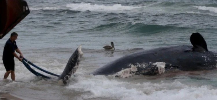 Chasse aux baleines au Japão - Mensonges et Vérités