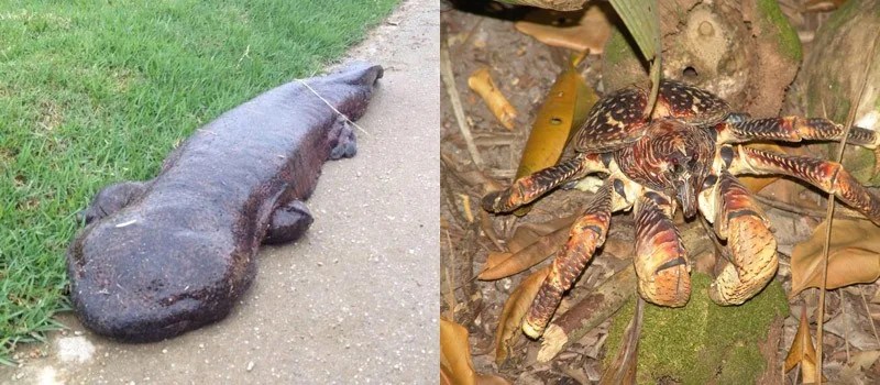 Horrifying animals of Japan! salamander