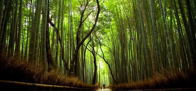 Arashiyama - Floresta de Bamboo e Montanha dos Macacos