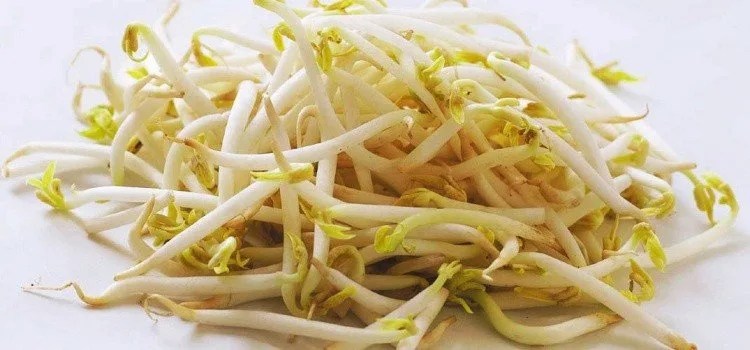 Moyashi - Brotos de feijão - Barato e nutritivo