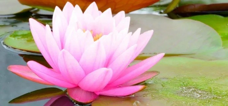 Lotus Flower – Meanings and Curiosities