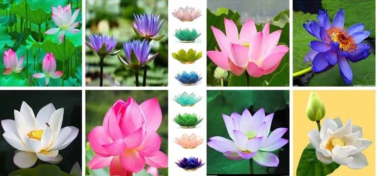 Flor de Lótus - Significados e Curiosidades flor de lotus