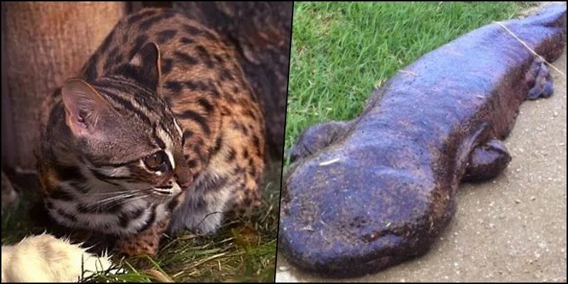 5 Animais da fauna japonesa ameaçados de extinção