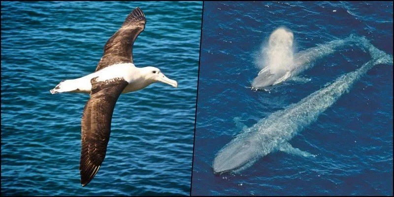 5 Animaux de la faune japonaise en danger d'extinction