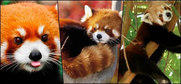 Você conhece o pequeno panda-vermelho?