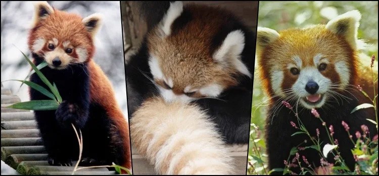 Você conhece o pequeno panda-vermelho?